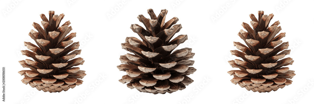 Fototapeta premium Natural Brown Pine Cone PNG, Autumn and Winter Forest Element for Holiday and Nature Decor.