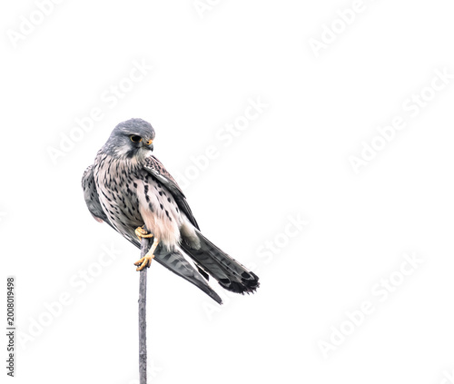 Quadro su tela kestrel on a tree looking down