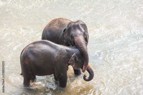 Photography Baby elephants bathing and kissing in the river,  Sri Lanka