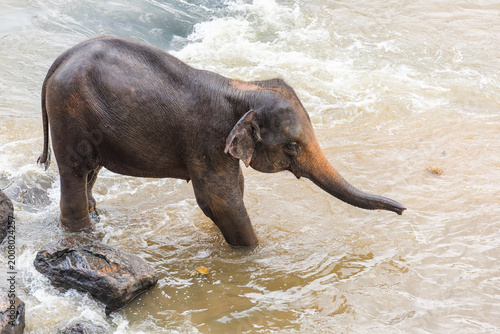 Photography Baby elephant bathing in the river, Sri Lanka