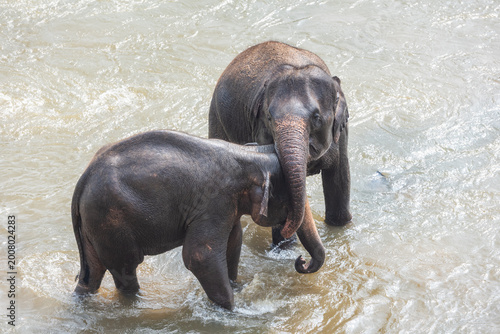 Photography Baby elephants bathing and kissing in the river,  Sri Lanka