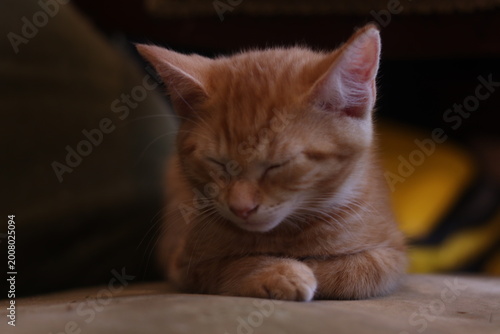 Canvas Print animals cats kittens portraits