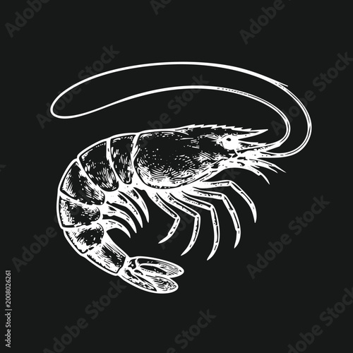 Vintage Hand-Drawn Engraved Shrimp Illustration Isolated on Black Background