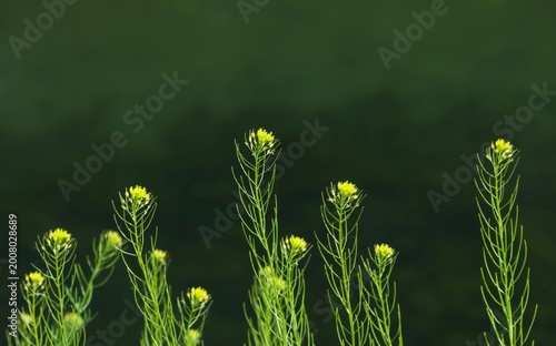 Yellow Flixweed Flowers in Green Garden Background – Fresh Wild Mustard Bloom Close-Up