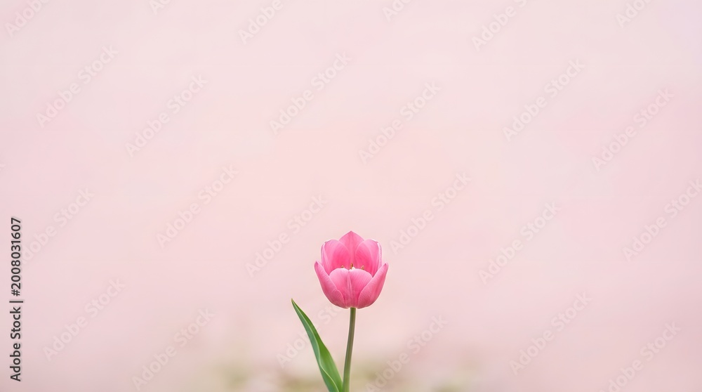 Fototapeta premium Single Pink Tulip Flower Blooming on a Soft Pink Background.