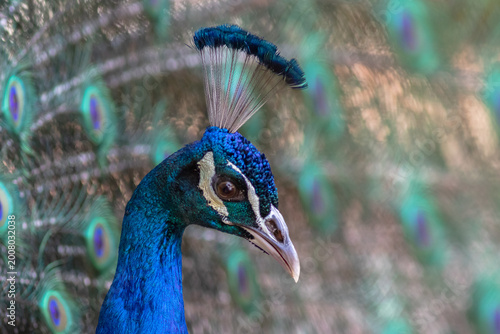 A Gaze of Elegance