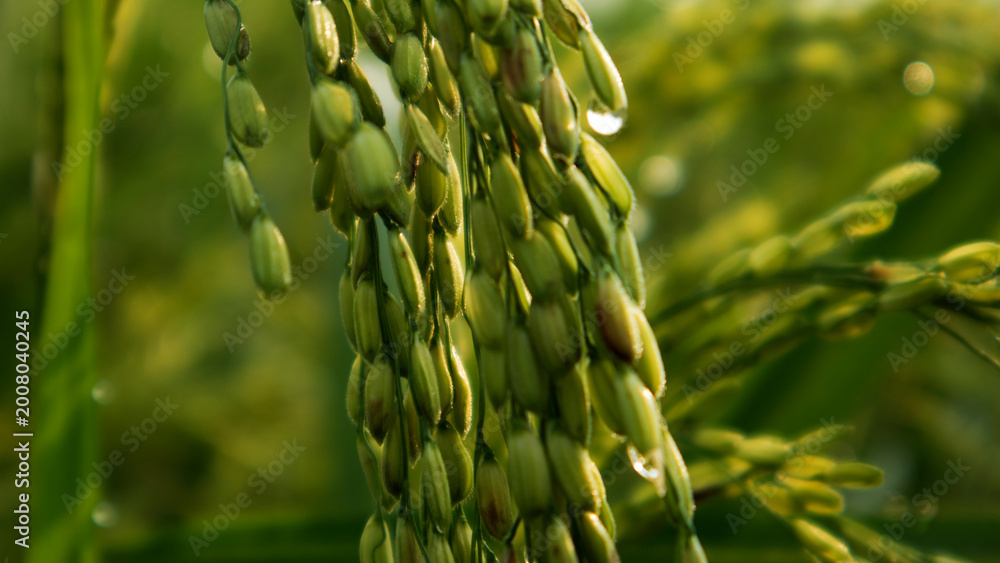 Fototapeta premium fresh dew and rice plants in the morning