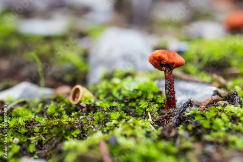 Foto Macro shot of Laccaria proxima mushroom growing in green forest moss