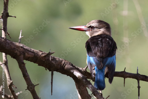 Tableau sur toile Braunkopfliest / Brown-hooded kingfisher / Halcyon albiventris