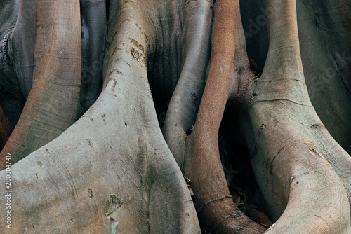 A beautiful view of the massive trunk and roots of the banyan tree.