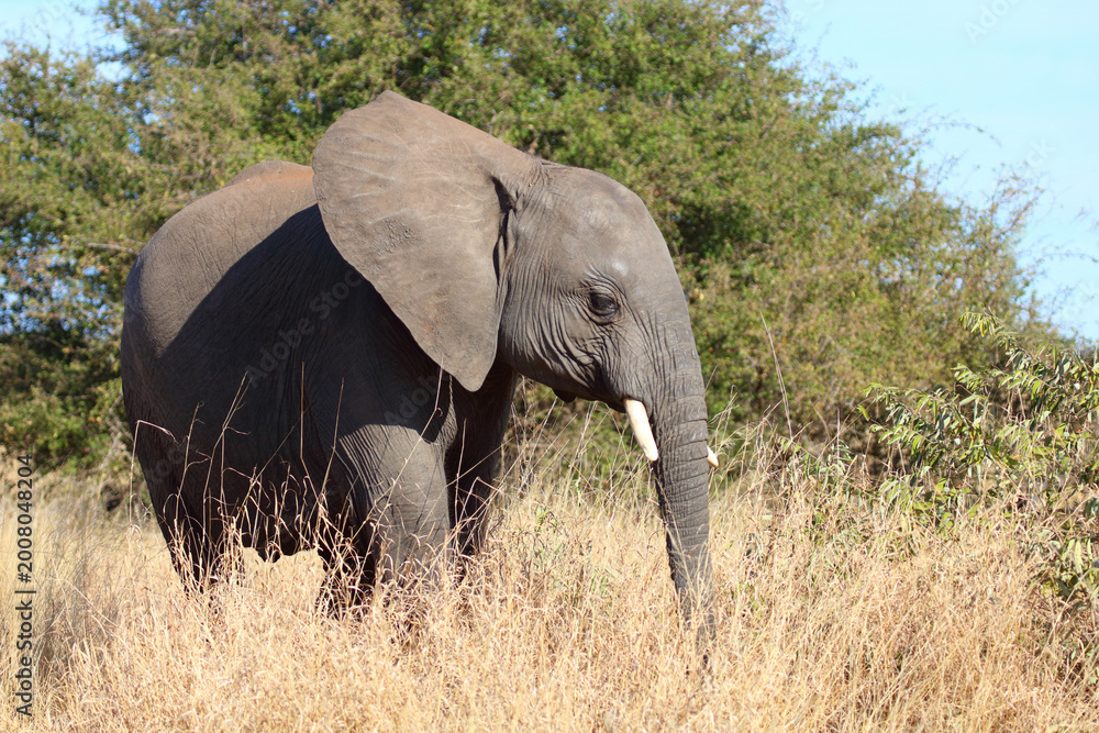 Fototapeta premium Afrikanischer Elefant / African elephant / Loxodonta africana