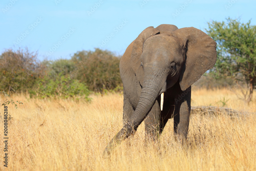 Fototapeta premium Afrikanischer Elefant / African elephant / Loxodonta africana