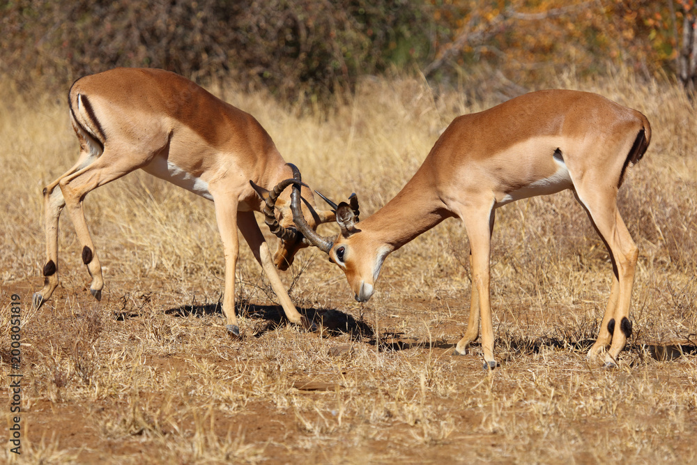 Fototapeta premium Schwarzfersenantilope / Impala / Aepyceros melampus