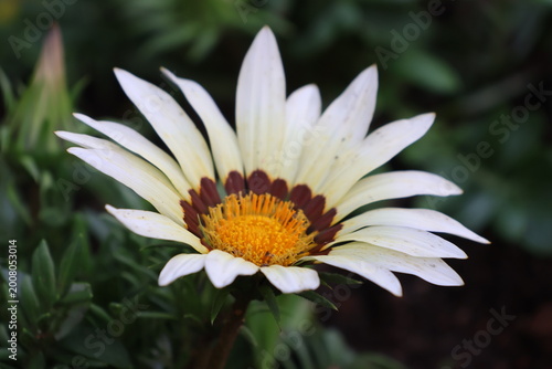 Photos White gazania flower