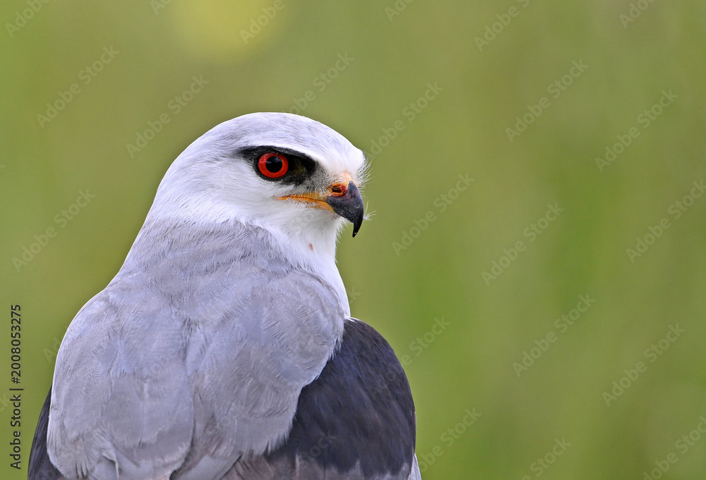 Fototapeta premium a beautiful blue kite with red eyes