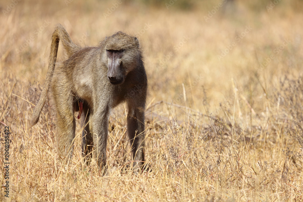 Fototapeta premium Bärenpavian / Chacma baboon / Papio ursinus