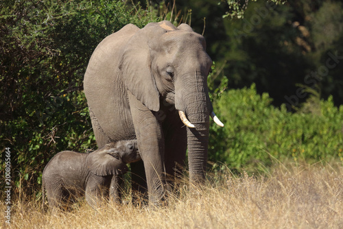 Photography Afrikanischer Elefant / African elephant / Loxodonta africana