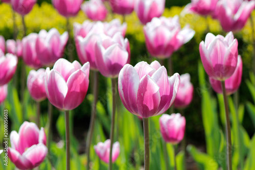 white and pink tulips in the garden

