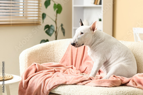 Cute Bull Terrier dog with ...