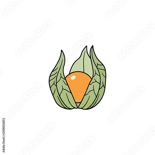 Vector illustration of a fresh physalis fruit in a green husk