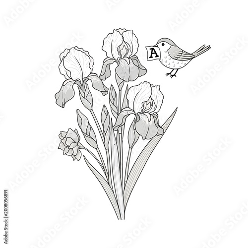 Vector Illustration of Iris Flowers and Bird with Letter A