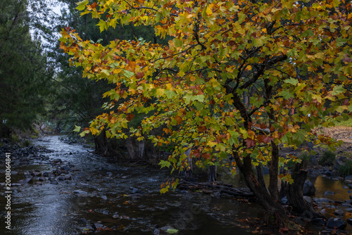Autumn river landscape with colorful trees and flowing water moody seasonal nature scene