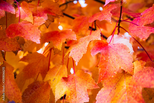 Autumn maple leaves background with vibrant red orange foliage closeup seasonal nature