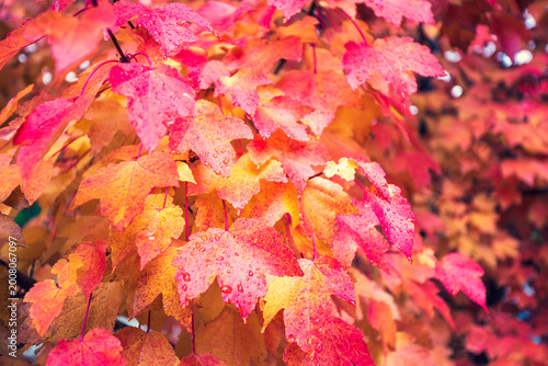 Autumn maple leaves background with vibrant red orange foliage closeup seasonal nature