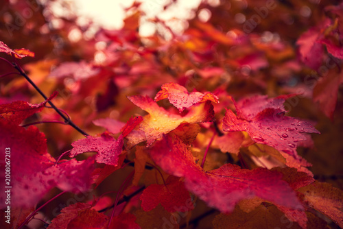 Autumn leaves background moody red orange maple foliage vibrant seasonal nature closeup