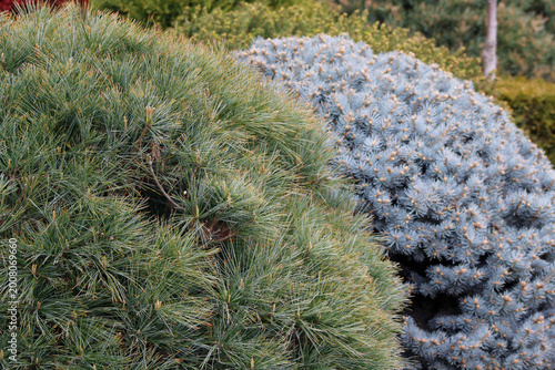 Fotografie decorative coniferous bushes in the garden