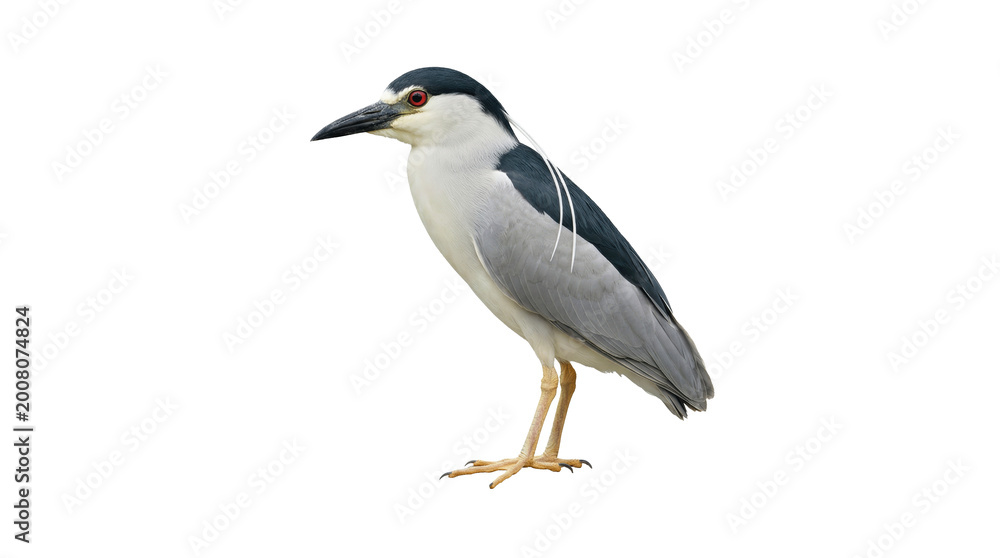 Fototapeta premium Elegant Black-crowned night heron with striking red eyes, standing calmly, side profile, isolated on isolated background.