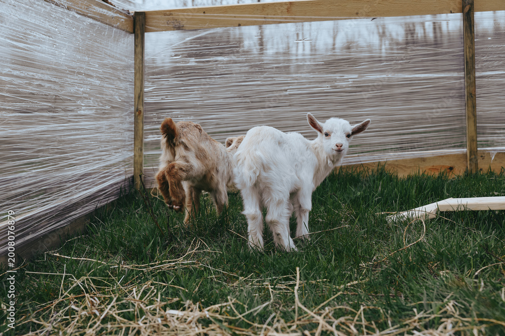 Naklejka premium Two goat kids in a sunlit farm pen stand on green grass beside a wooden fence, expressing curiosity and playfulness. A candid rural moment capturing livestock life and gentle farm atmosphere.