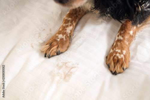 Cuadro en lienzo Naughty cocker spaniel with dirty paws lying on bed at home, closeup