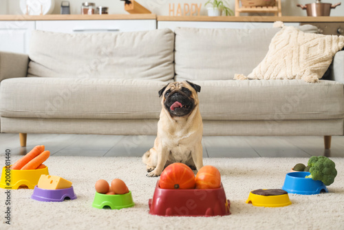 Cute pug dog and feeding bo...