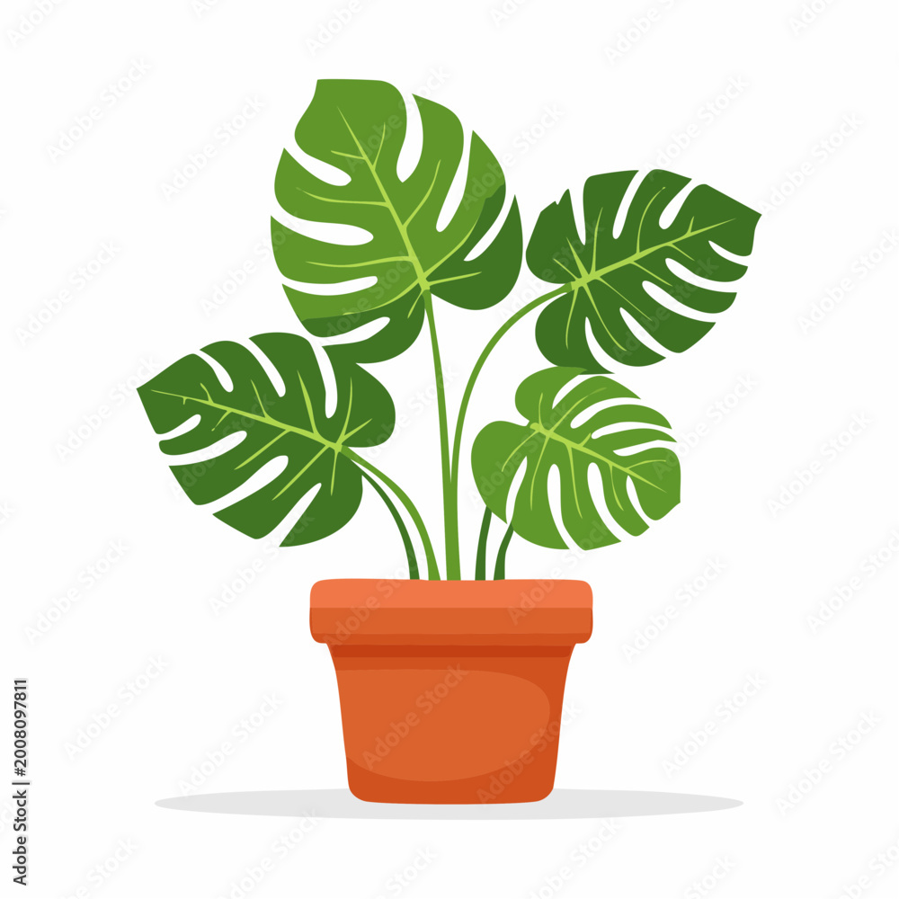 Fototapeta premium Monstera Deliciosa Plant in Terracotta Pot