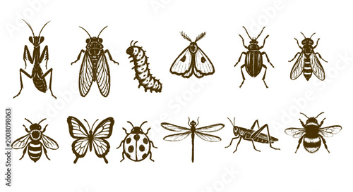 Cuadro en lienzo Summer Insects Hand Drawn Icon Vector Isolated