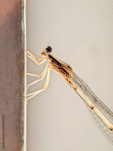 Damselfly photographed with a macro lens