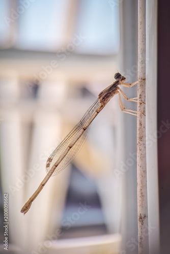 Damselfly photographed with a macro lens