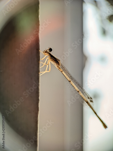 Damselfly photographed with a macro lens