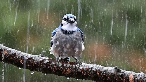 A blue jay perches on a branch in the rain, surrounded by lush greenery and wet conditions.
