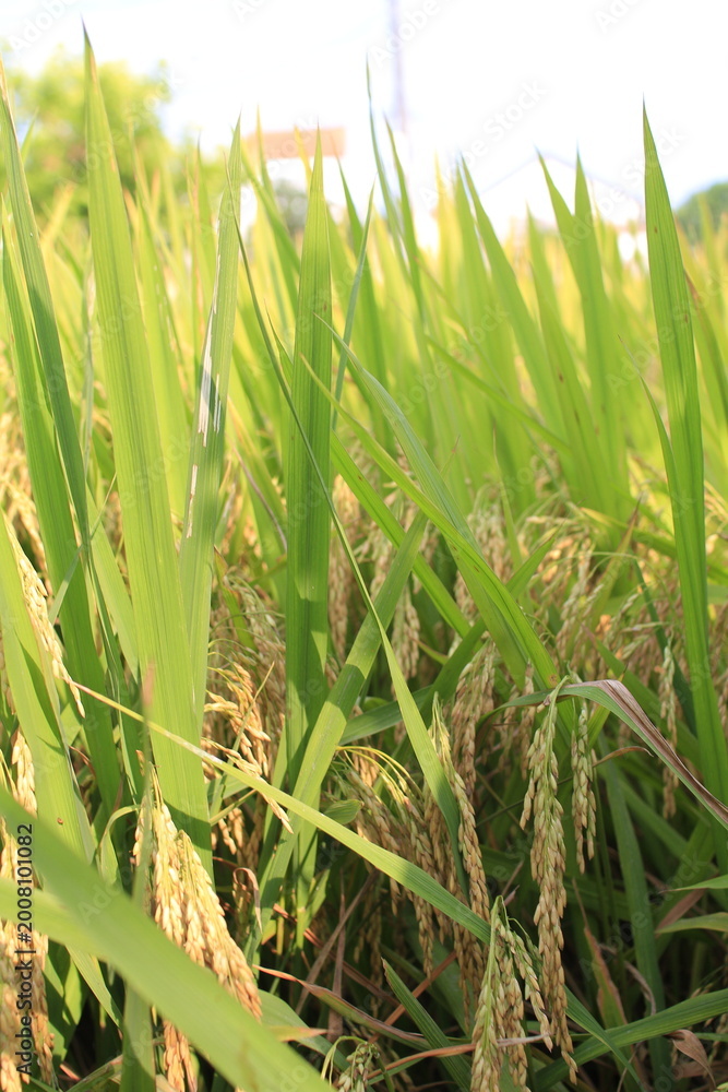 Obraz premium rice in the field