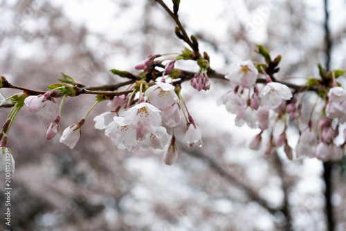 Konstfotografi Macro view of blooming sakura flowers on a cherry tree branch