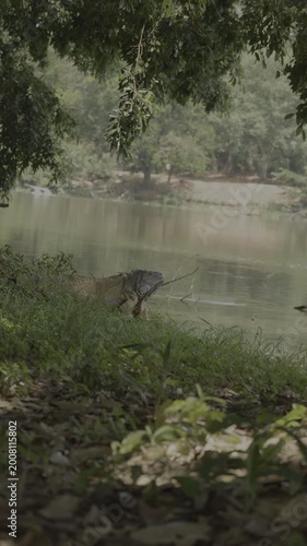 Lizard on the lake