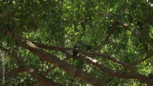 bird on a tree
