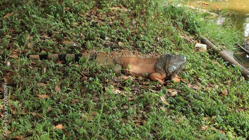 Iguana in the forest