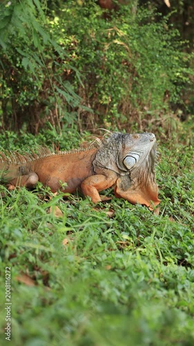 Iguana on the tree