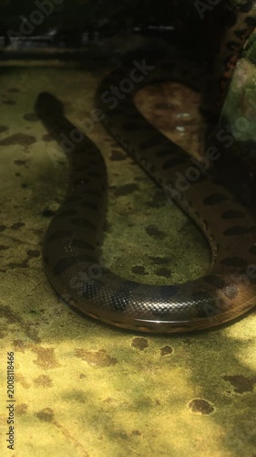snake anaconda in water