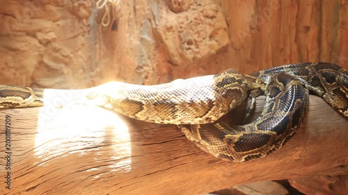 snake in the sand