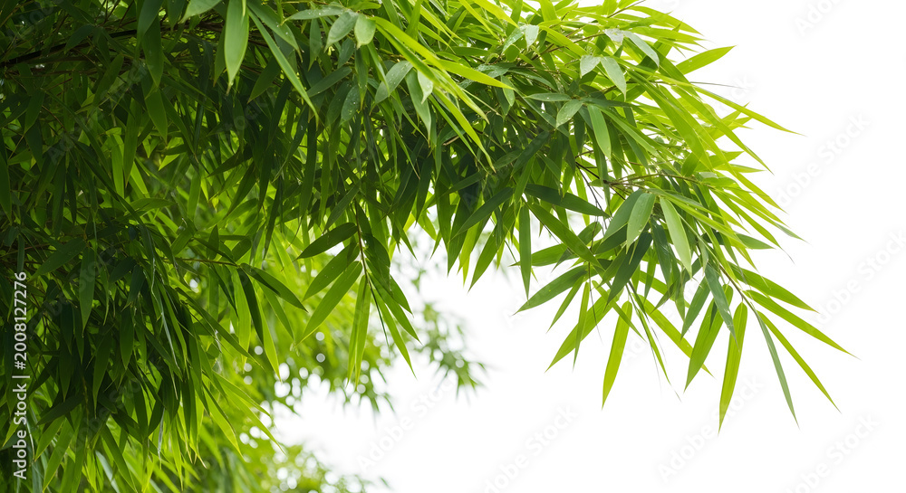 Fototapeta premium Green bamboo leaves on white background