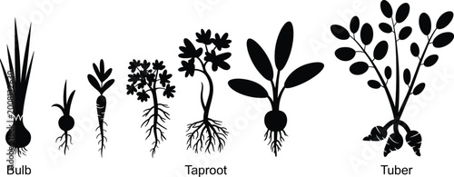 Tableau sur toile Plant root types illustration, bulb taproot tuber comparison, botanical educatio
